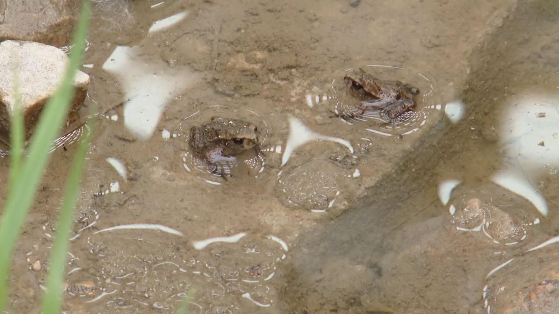 "생존 확률 0.1%"...울산 새끼 두꺼비 대이동 시작 - 뉴스 썸네일 이미지