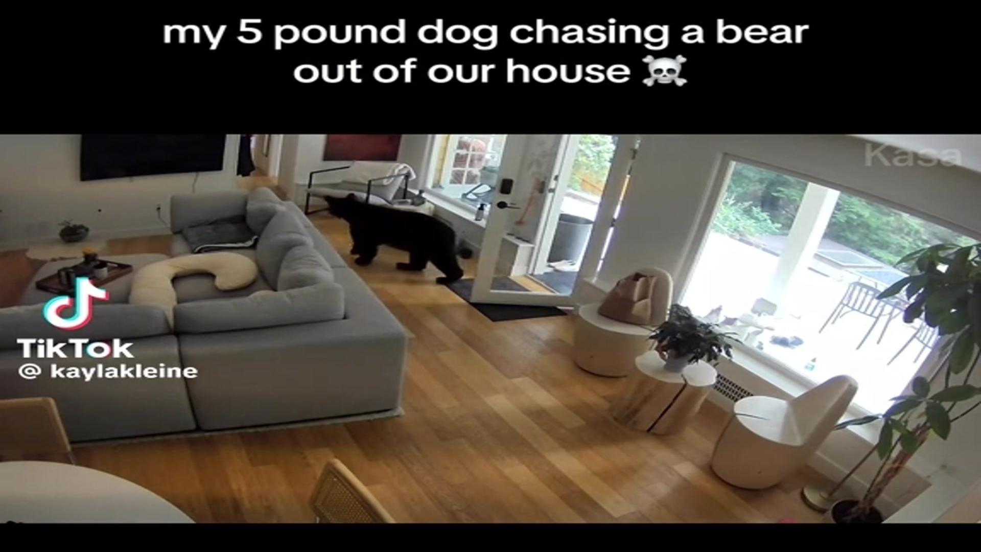 "내 밥 빼앗아 먹었냐, 멍!"...야생곰 쫓아낸 포메라니안 (영상) - 뉴스 썸네일 이미지