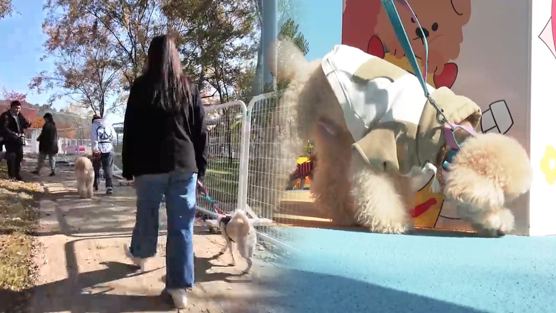 "함께 걷자멍!"...반려견 산책 교육으로 '매너있개' - 뉴스 썸네일 이미지