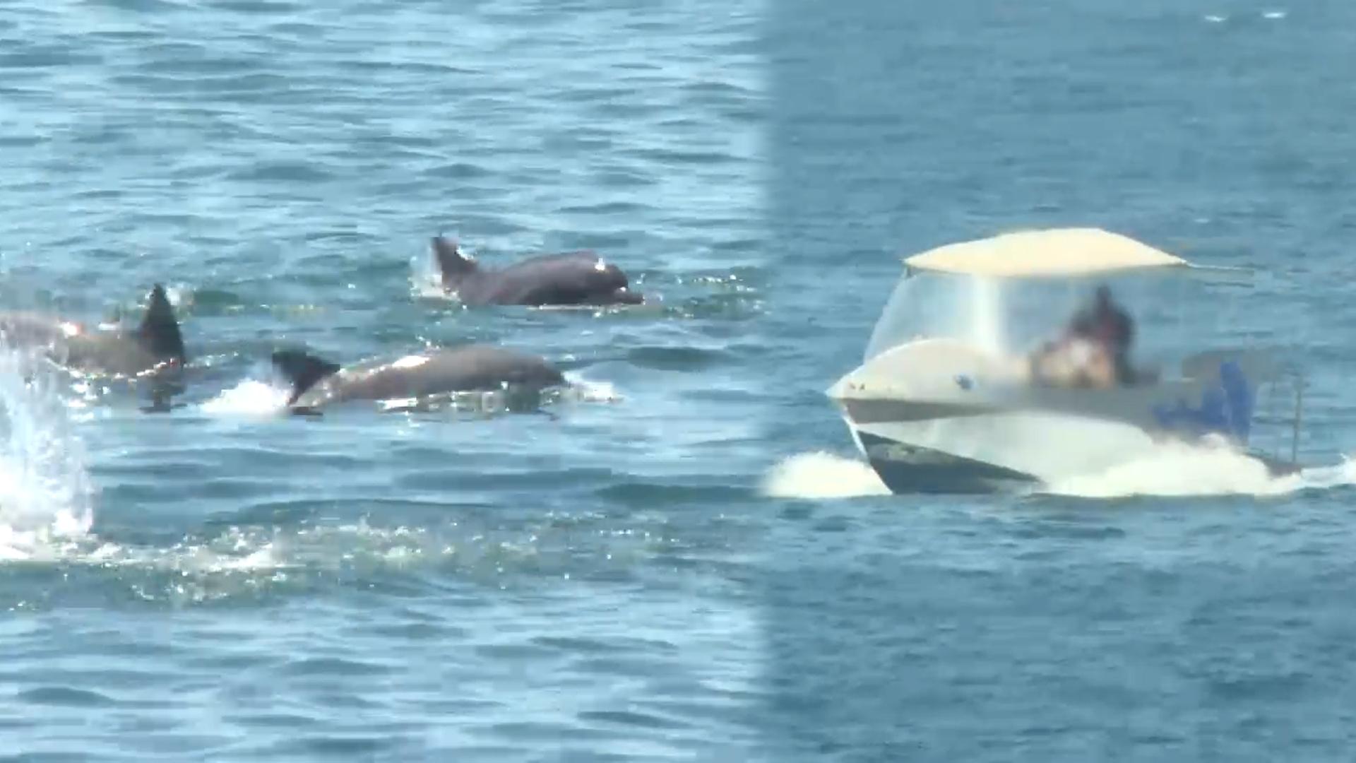 제주 남방큰돌고래 서식지...관광선박 등 곳곳 위협 - 뉴스 썸네일 이미지