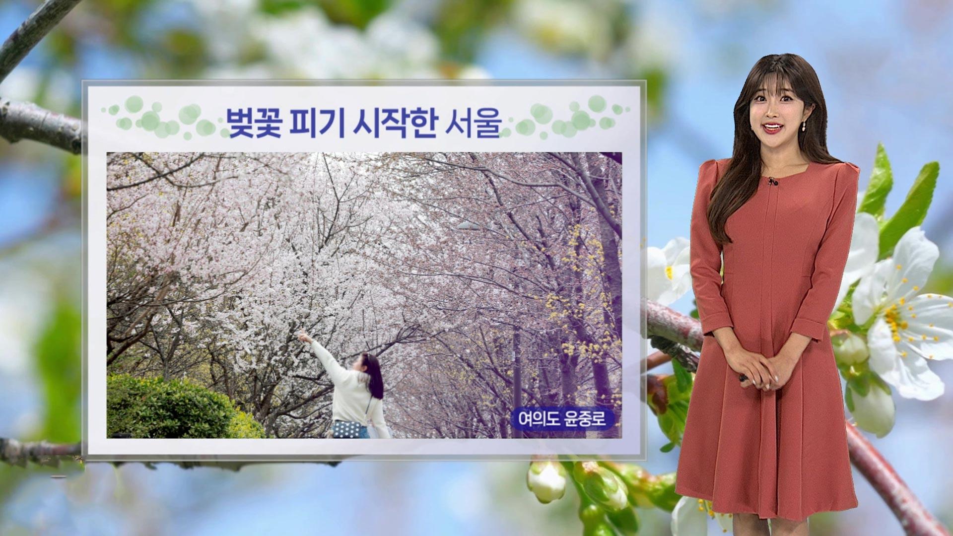 [날씨] 서울 벚꽃 평년보다 열흘 일찍 개화…내일 전국 봄비