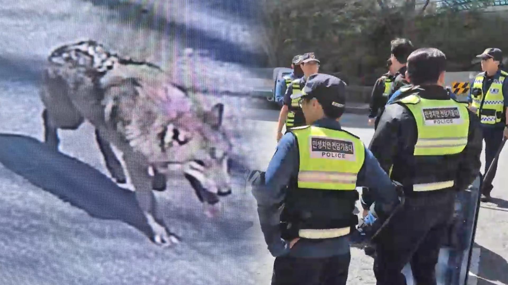 '늑대 탈출' 대전 오월드 이틀째 수색…드론 투입