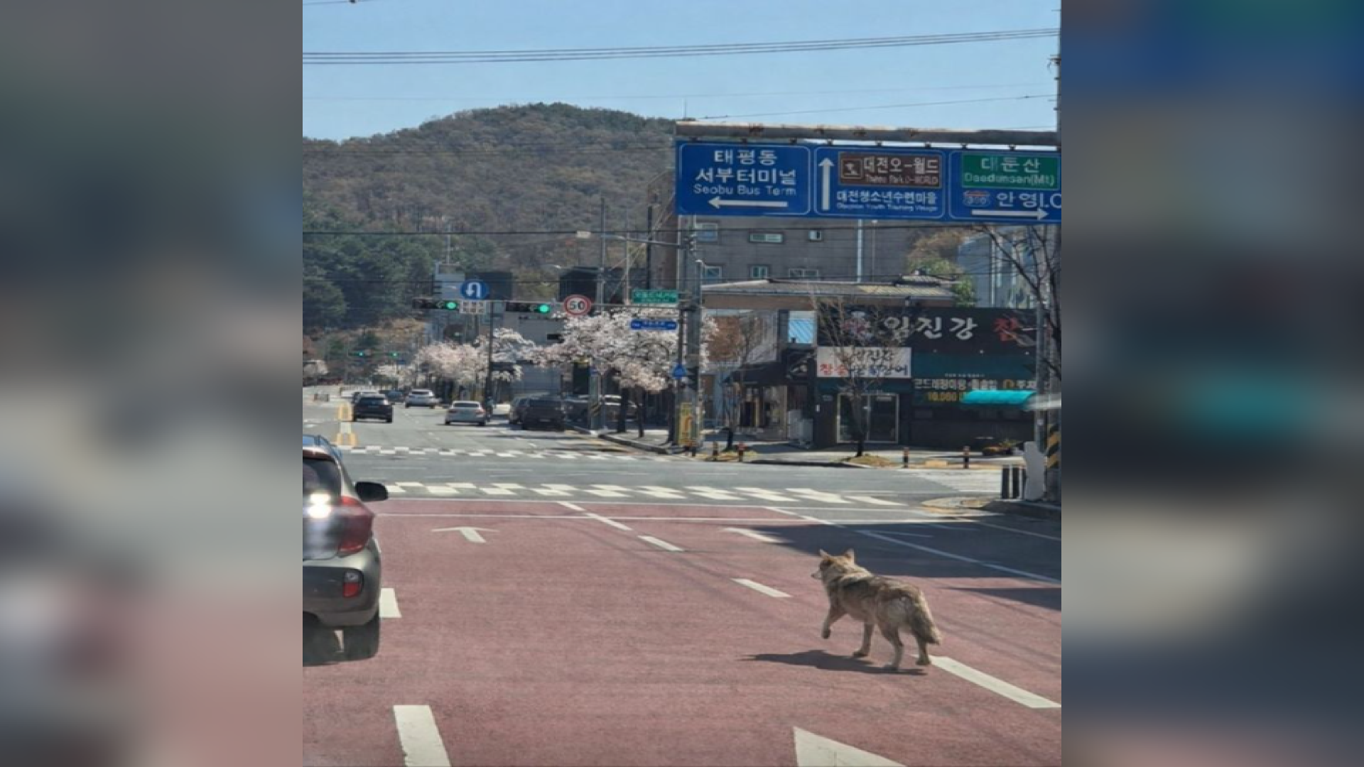 '탈출 늑대' 늑구 잡으려 암컷 늑대에 드론까지 투입…
