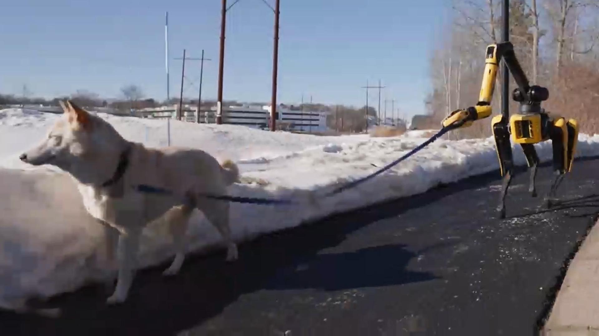 개 산책시키는 로봇개…AI 두뇌에 진화한 '스팟'